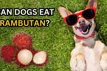 can-dogs-eat-rambutan-safely