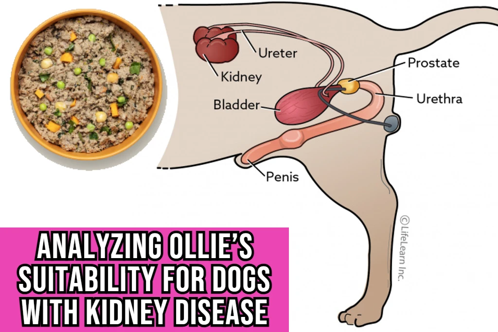 Analyzing Ollie’s Suitability for Dogs with Kidney Disease