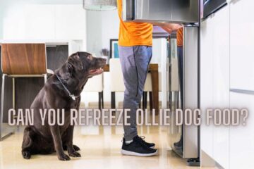 Can You Refreeze Ollie Dog Food?