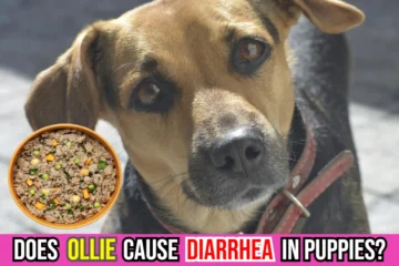 does-ollie-dog-food-cause-diarrhea-in-puppies-or-small-dogs-image