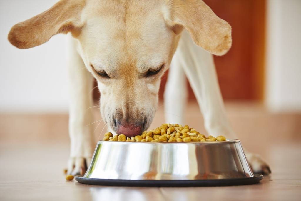 dog-eating-ollie-customized-food