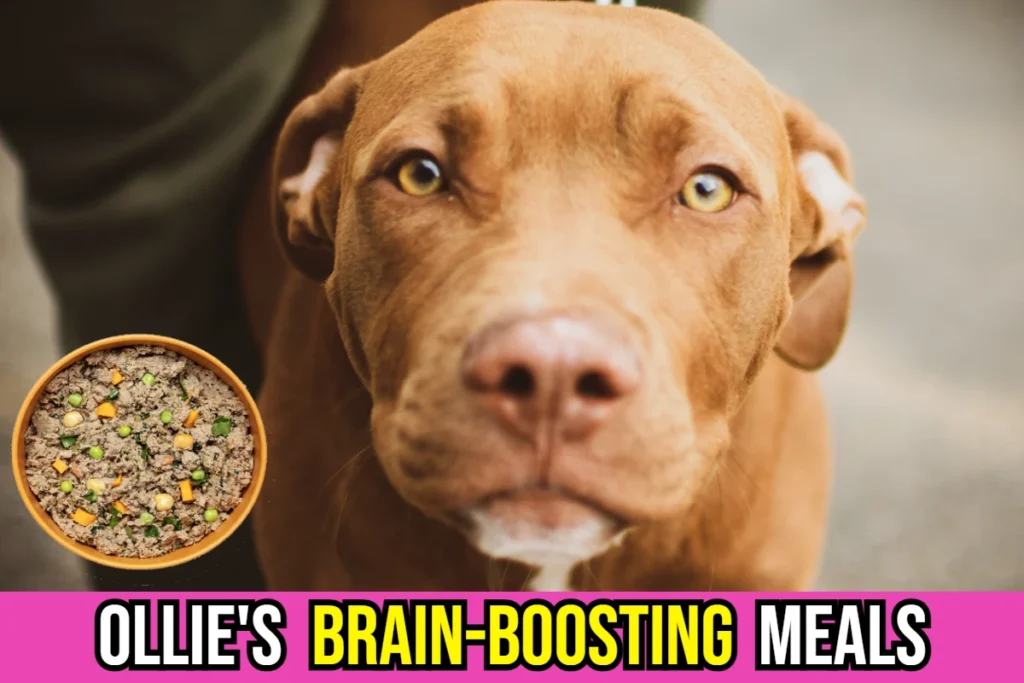 is-ollie-good-for-dogs-brain-boosting