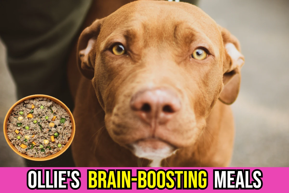 Image showcasing Boost Your Dog's IQ: Ollie's Brain-Boosting Meals