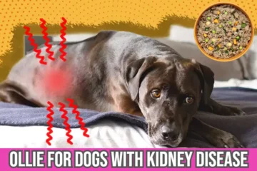 is-ollie-safe-for-dogs-with-kidney-failure-disease