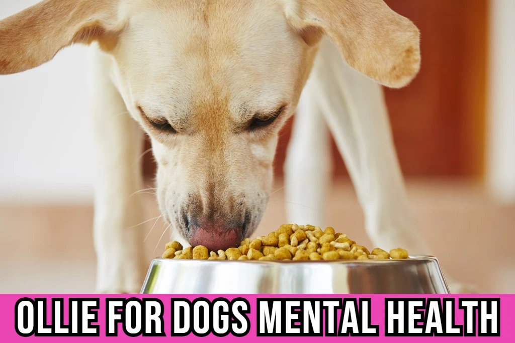myollie-dog-food-for-dogs-good-mental-health-image