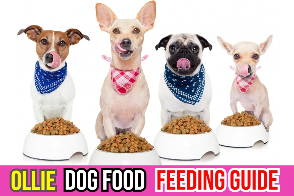 Ollie Dog Food Serving 101 Feeding Guide For Pet Owners