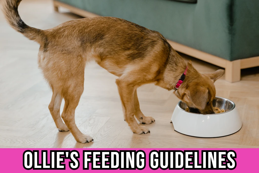 ollie-dog-food-feeding-guidelines-for-pet-owners