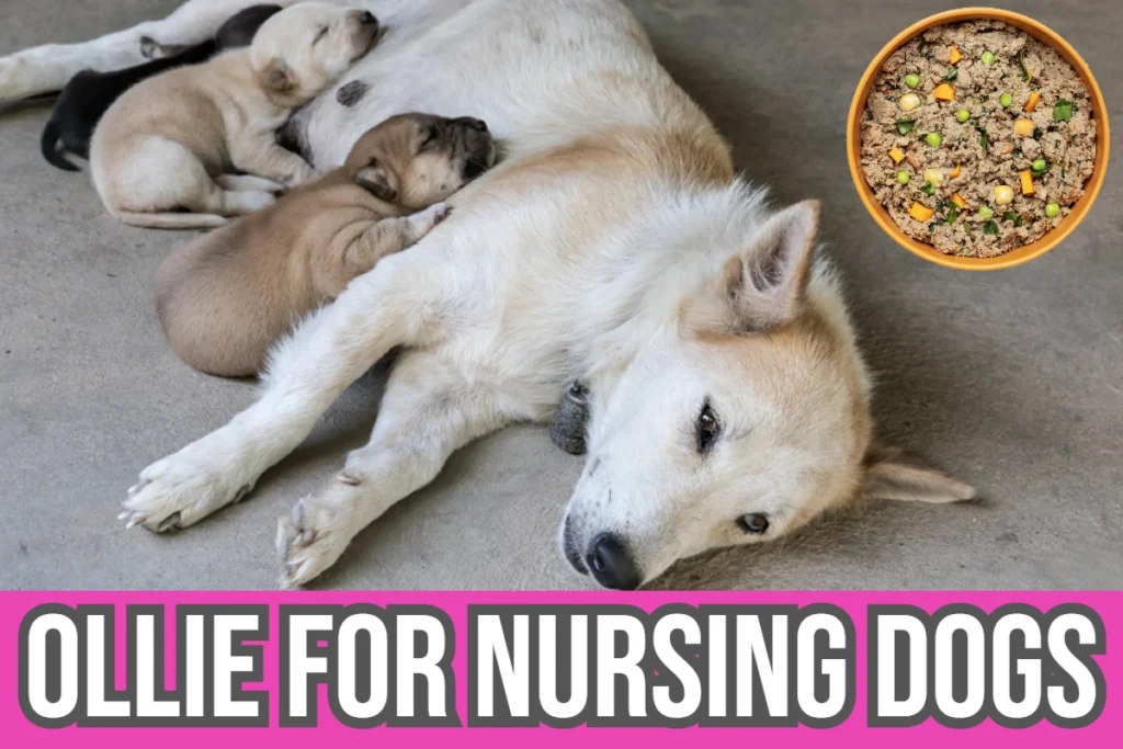 ollie-dog-food-for-nursing-dogs-image