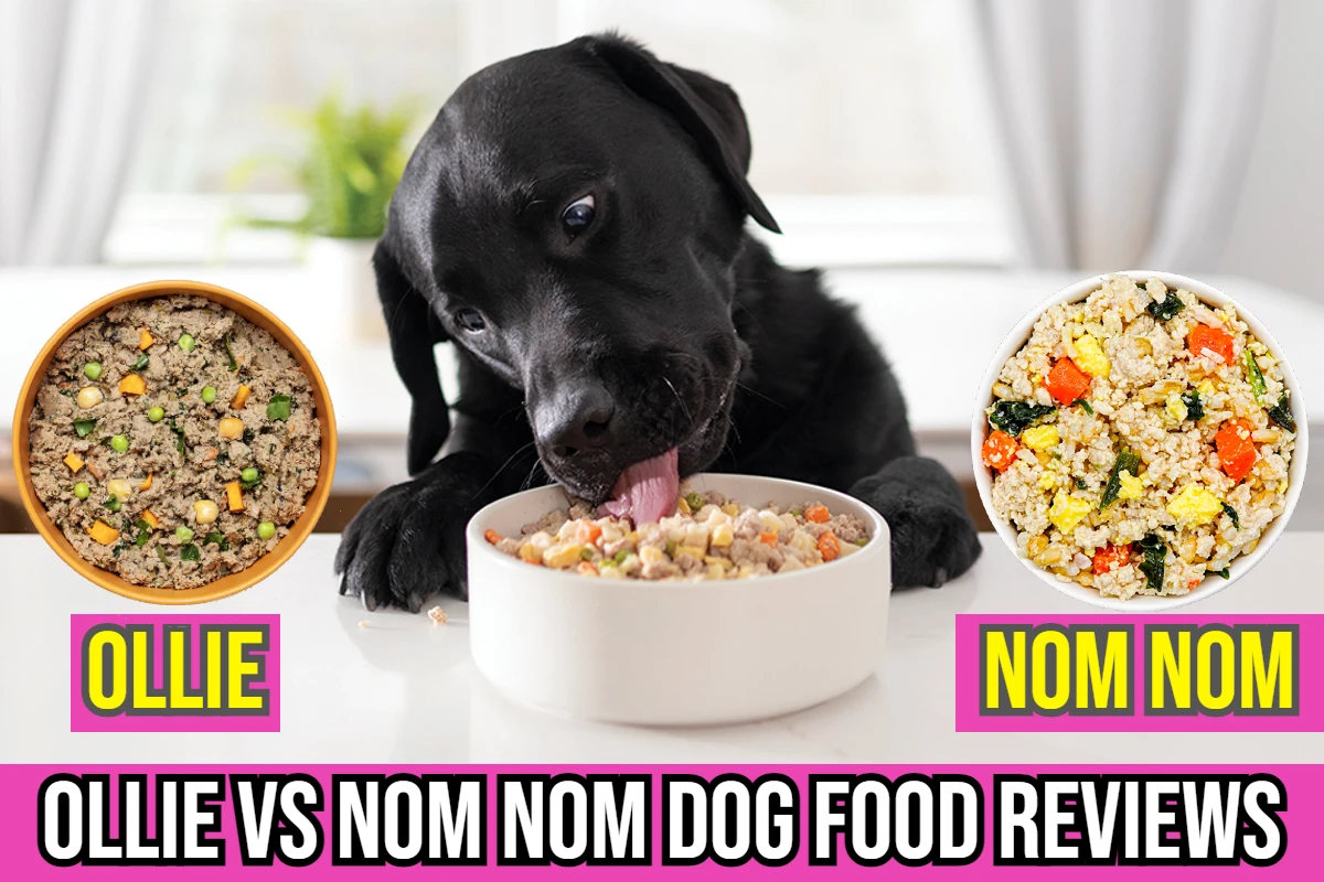Ollie vs. Nom Nom Reviews The Ultimate Dog Food Showdown!