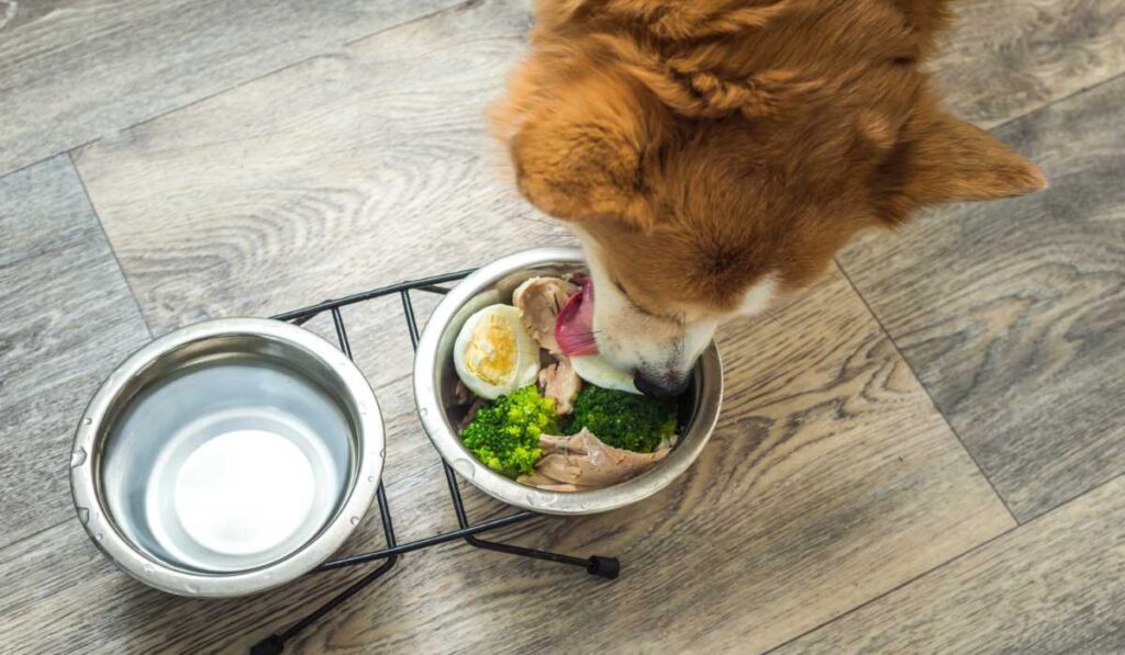 Dog eating Natural food