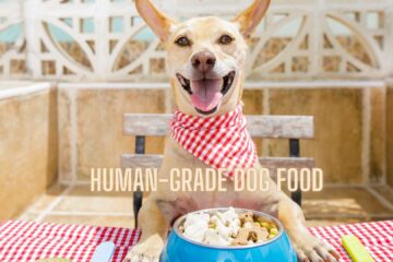 Human-Grade Dog Food