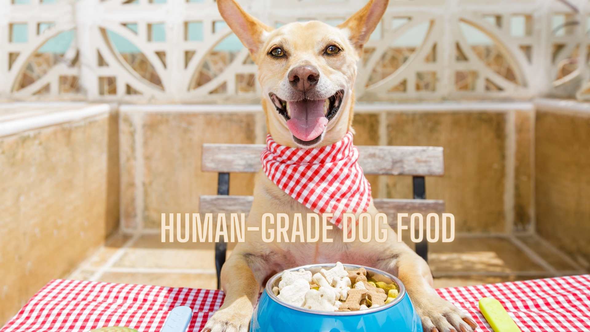 Human-Grade Dog Food