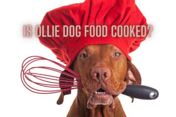 Is Ollie Dog Food Cooked