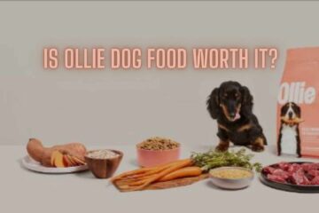 Is Ollie Dog Food Worth It