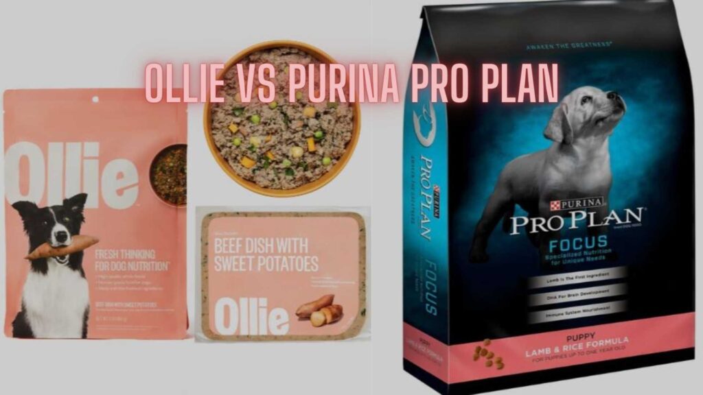 Ollie vs Purina Pro Plan