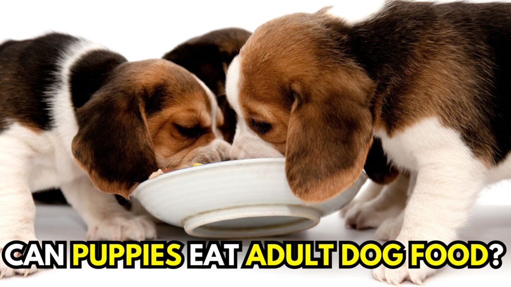 can-puppies-eat-adult-dog-food
