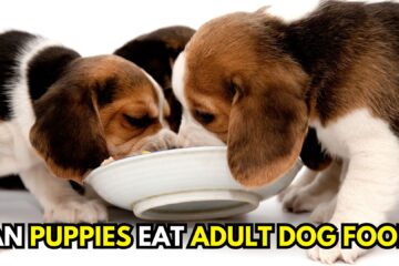 can-puppies-eat-adult-dog-food