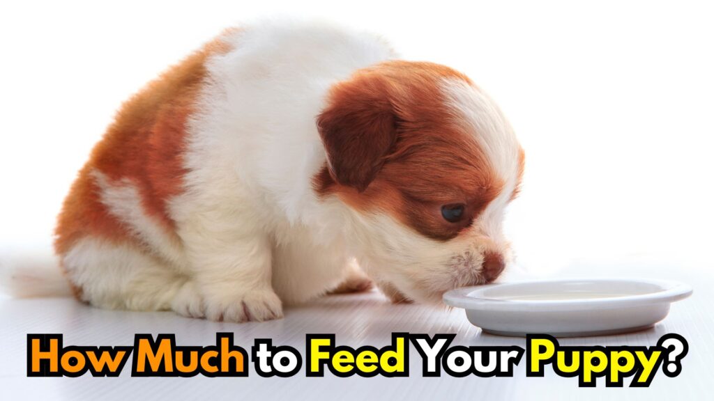how-much-to-feed-a-puppy-image