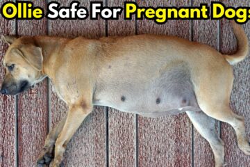 is-ollie-dog-food-safe-during-pregnancy