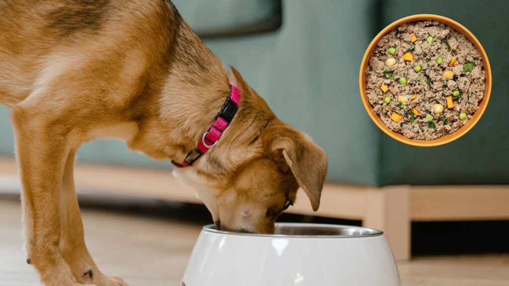 ollie-dog-food-safety-and-production-standards