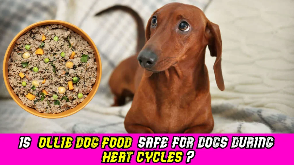 safety-of-ollie-dog-food-during-heat-cycles-image