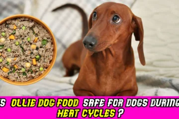 safety-of-ollie-dog-food-during-heat-cycles-image