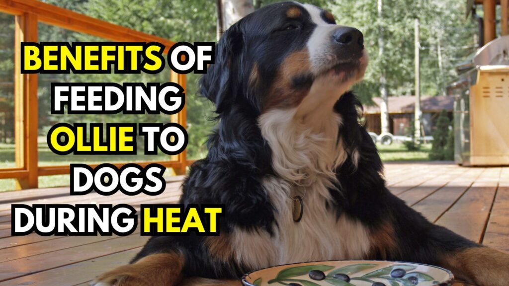 the-benefits-of-feeding-ollie-dog-food-during-heat-cycles