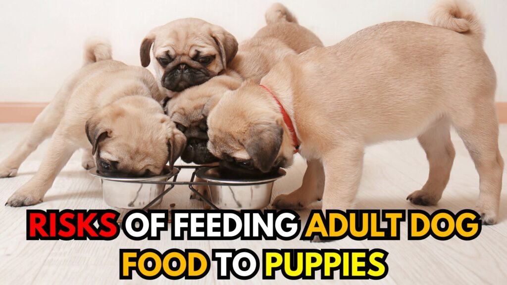 the-risks-and-precautions-of-feeding-puppies-adult-dog-food-image