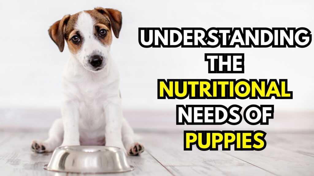 understanding-the-nutritional-needs-of-puppies-image