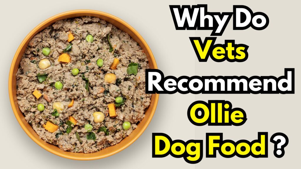 why-do-vets-recommend-ollie-dog-food