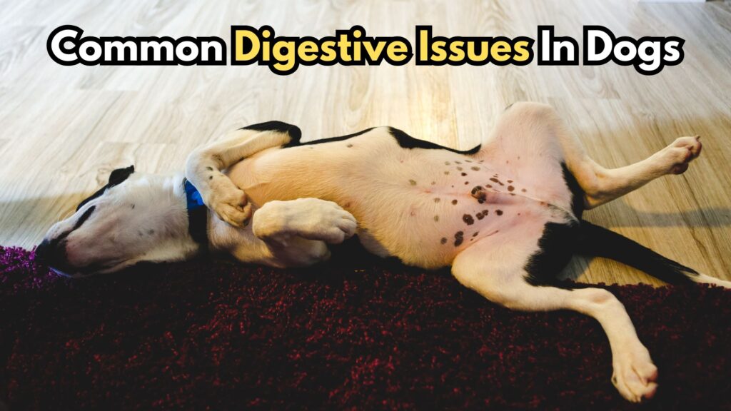 addressing-common-digestive-issues-in-dogs