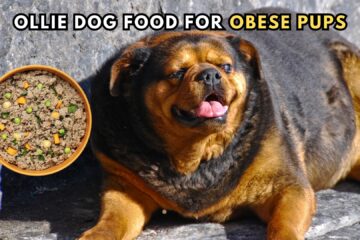 benefits-of-feeding-ollie-dog-food-to-overweight-pups