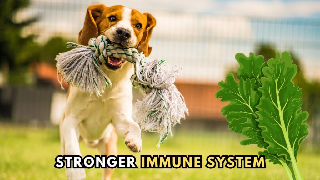 benefits-of-kale-stronger-immune-system