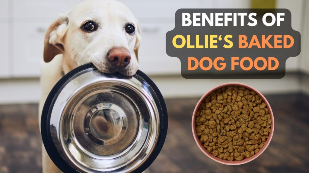 benefits-of-ollie-baked-dog-food