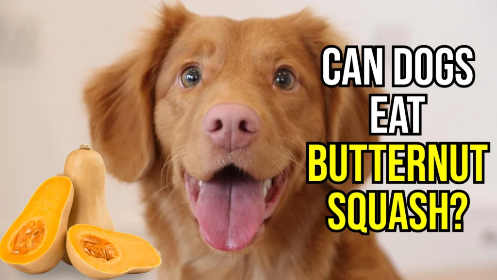 can-dogs-eat-butternut-squash-image