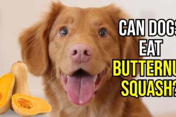 can-dogs-eat-butternut-squash-image