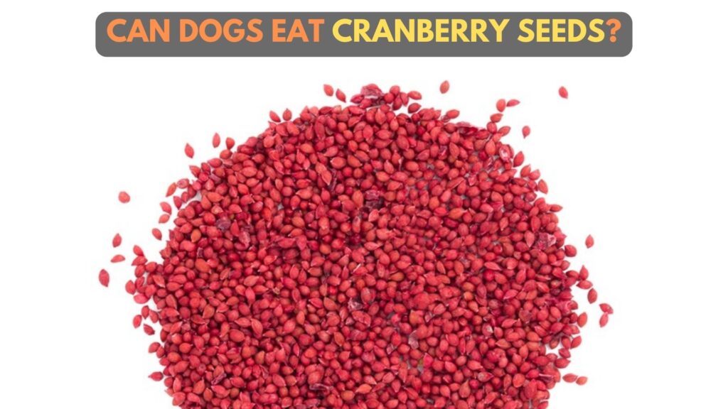 can-dogs-eat-cranberry-seeds