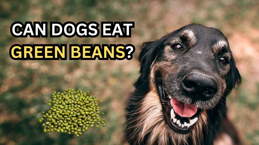 can-dogs-eat-green-beans