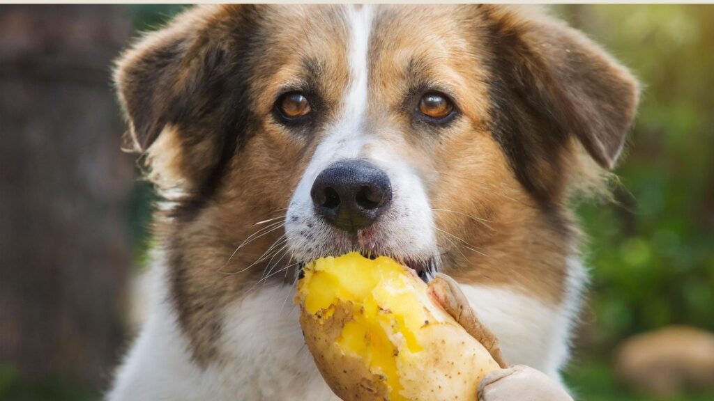 can-dogs-eat-potatoes