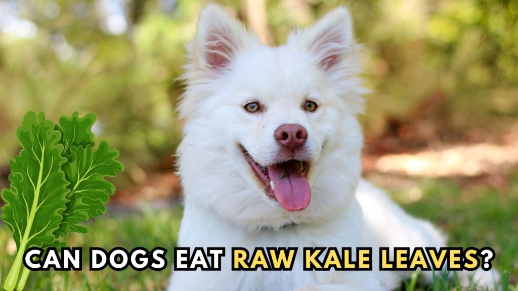 can-dogs-eat-raw-kale-leaves