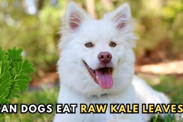 can-dogs-eat-raw-kale-leaves