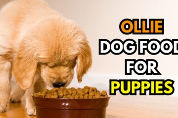 can-puppies-eat-ollie-dog-food