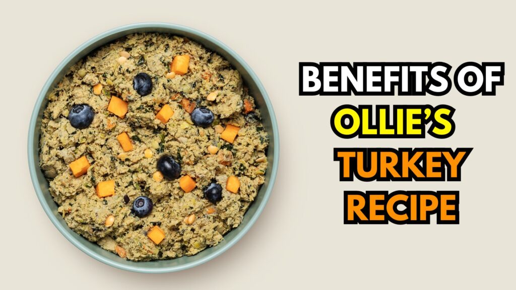 complete-overview-of-ollie-dog-food-turkey-recipe
