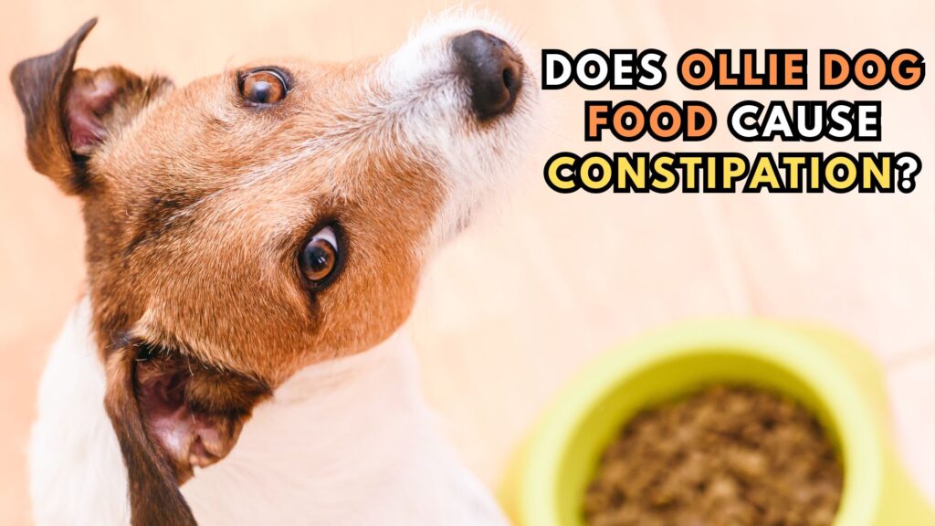 does-ollie-dog-food-cause-constipation-and-digestive-issues-in-canines