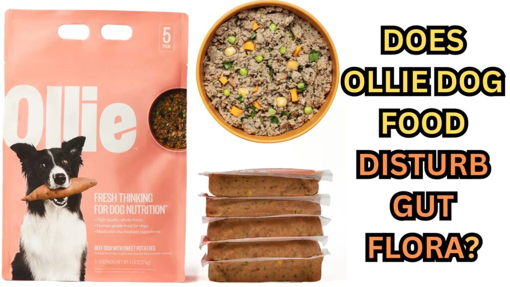 does-ollie-dog-food-disturb-gut-flora