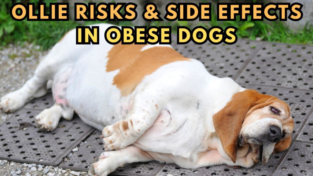 evaluate-ollie-risks-and-side-effects-in-obese-pups