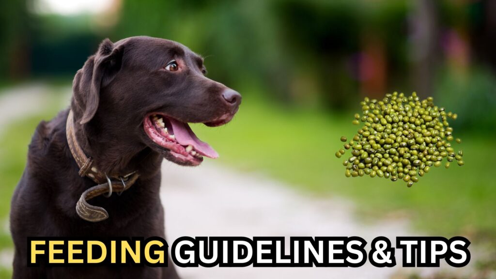 green-beans-for-dogs-feeding-guidelines-and-tips