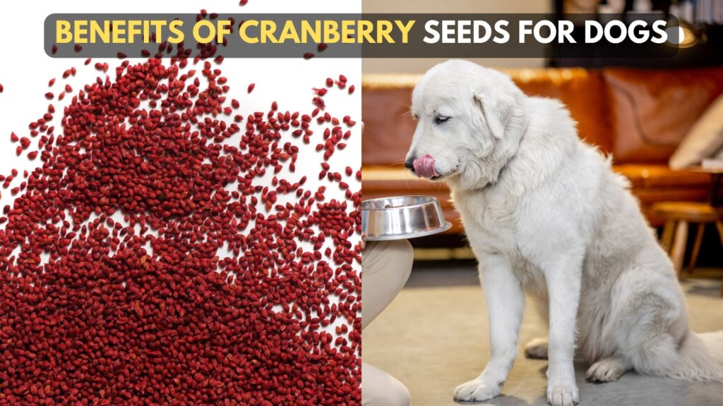 health-benefits-of-cranberry-seeds-for-dogs