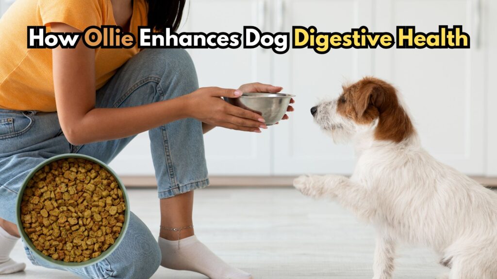 how-ollie-dog-food-enhances-canine-digestive-health