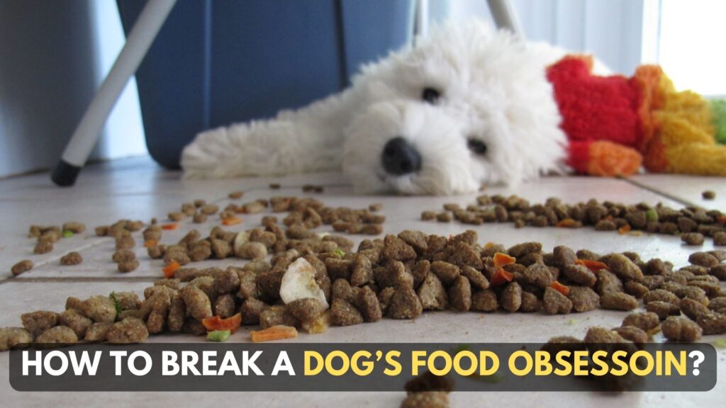 how-to-break-a-dog-food-obsession